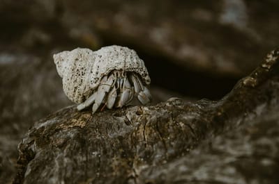 Confession of A Hermit Crab
