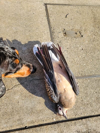 The Morning When the Birds Fell Off the Sky