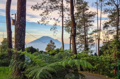 🌳森林浴: Forest Bathing: Immerse Your Five Senses In Nature