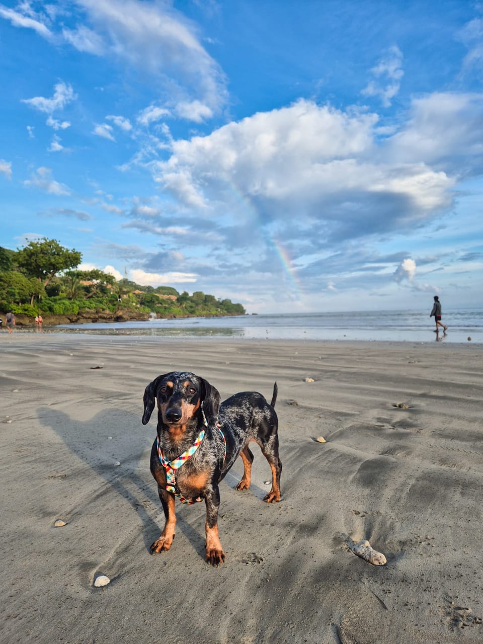 A Little Rainbow and Another Fellow Dachshund